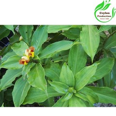 Dehydrated Insulin Plant whole leave Organic Blood Sugar Support Ayurvedic Herb