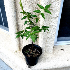 Neem (Azadirachta indica) Live Medicinal Plant length 14 +inch for Planting