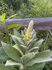 2 oz PURE MULLEIN OIL /w dropper