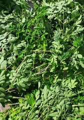 Organic Freshly Dried Moringa Oleifera loose leaves