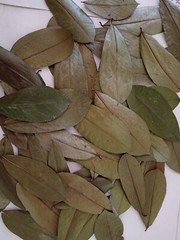 60Pcs Soursop Leaves / Hojas de Guanabana / Annona GRAVIOLA Natural Organic Leaf