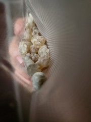 ONE LB Hojari Green frankincense – Ethically sourced from Oman