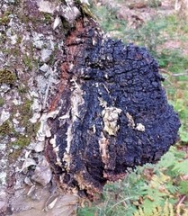  Wild Harvested Chaga Mushroom Double Extract Tincture 2 oz