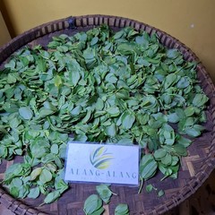 Daun Kacang Hias (Arachis Pintoi) Pinto Peanut Dried Leaves