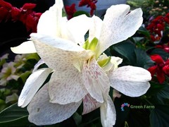 2 Bulbs Cream White Canna Lily Rare Tropical Perennial Exotic Plant Home Garden