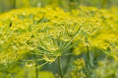 Fennel Seed Extract – Tincture – EASY Drops – All Natural USA