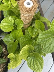 Betal Leaf for Medicinal Use or making pan,traditional mouth freshener.