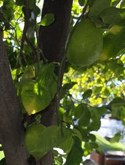 ORGANIC Lemon Tree Leaves Tea / Hojas de Limon 2 Oz (10 a 15 hojas) Te