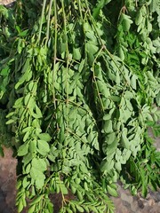 Organic Freshly Dried Moringa Oleifera loose leaves
