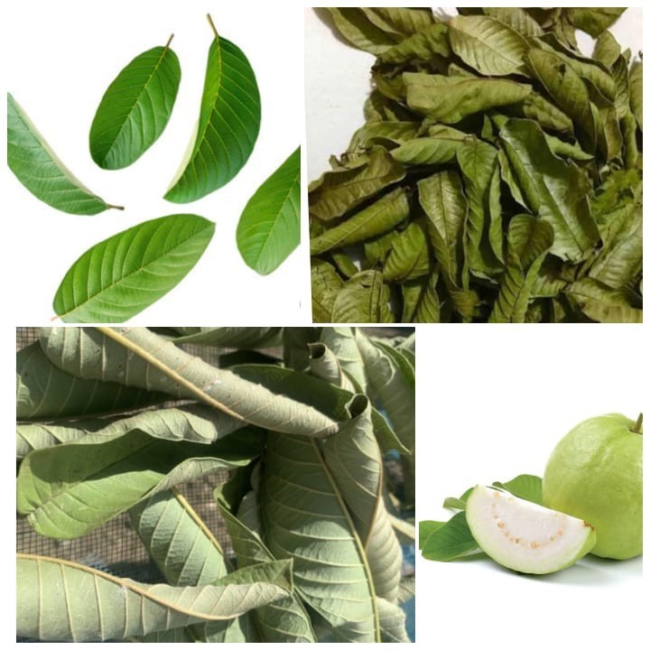 Ceylon Guava Sun Dried Leaves (Psidium guajava) 50g – 1.76Oz Free Shipping