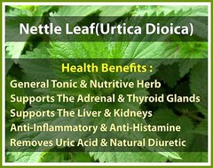 Stinging Nettle Seeds – Organic BIO Wild Kosher – Urtica dioica BEST QUALITY