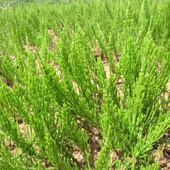 Horsetail Herb Dried Leaf Herbal Tea- In Kidney Stones – Equisetum arvense 50 g