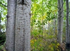 Aspen bark Powder ( Populus tremula ) ORGANIC from Carpathian mountain.