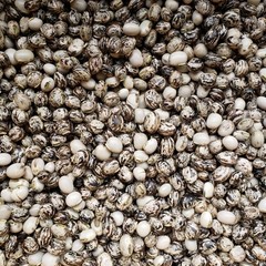 5 LBS Velvet Bean, Mucuna pruriens