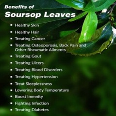 200+ ORGANIC Dried Soursop Leaves Herbal Tea Annona Hojas De Guanabana Graviola