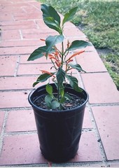 MUICLE Justicia spicigera Organic LIVE PLANT IN 4-6 in. Pot-Mexican Honey Suckle