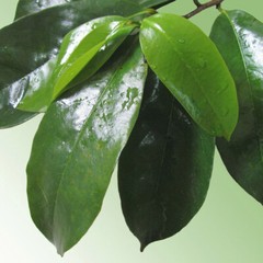 Soursop Graviola Pure Leaf Tea by YOKABA – 50 TEA BAGS – Annona Muricata