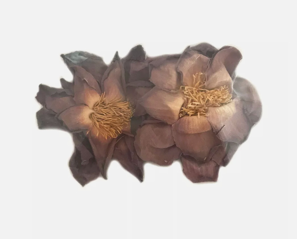 Whole Sacred Pink Lotus Flower Double Packs (Nelumbo nucifera) Egyptian Organic