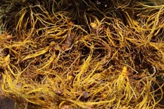 Goldenseal Root – Whole Dried Root, 2023 Appalachian Mountains Wild Harvest