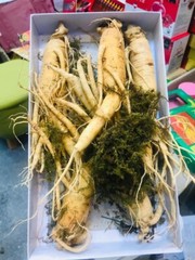 Korean Red Ginseng Root 6years *fresh* 1kg *man’s health*