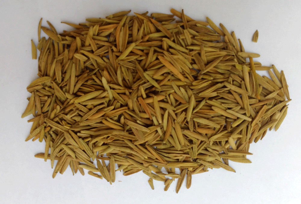 100% PURE KARVA INDRAJAU BITTER OLEANDER HOLARRHENA PUBESCENS – WHOL