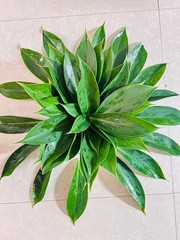 Insulin Plant Leaves (Costus igneus) – Fresh Herbal Leaves – Natural Ayurvedic