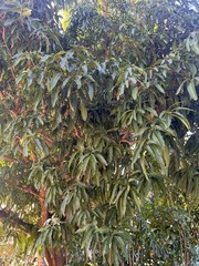 ORGANIC 50 Mango Leaves Fresh Florida 100% Natural Mango Leaves Organic