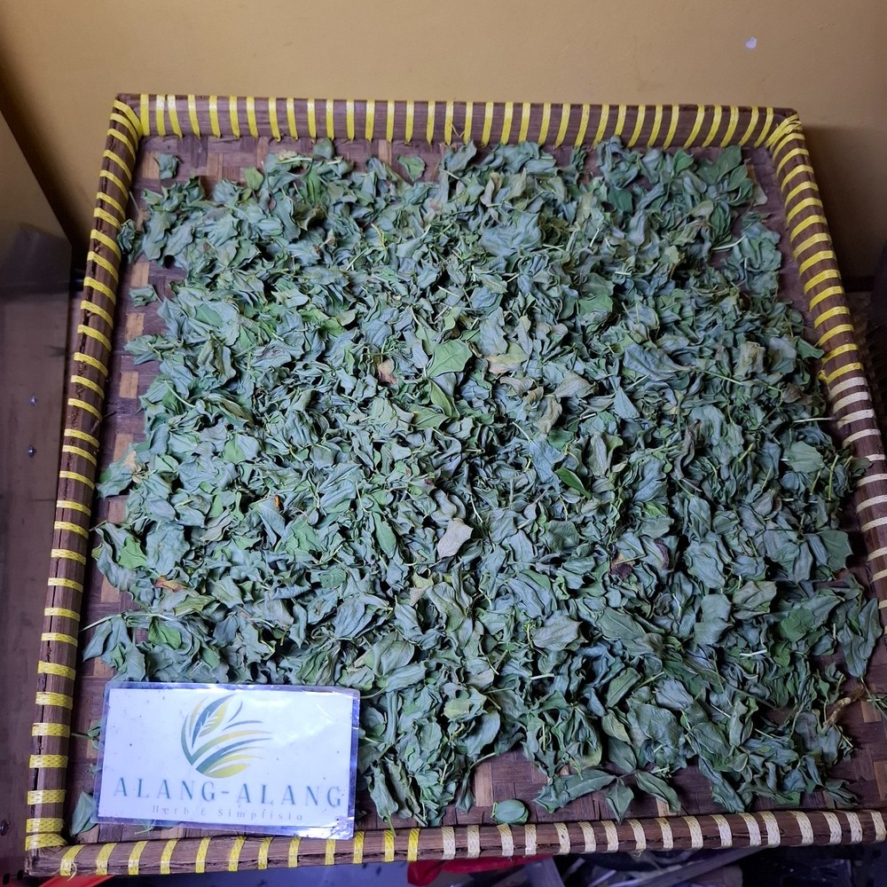 Daun Kacang Hias (Arachis Pintoi) Pinto Peanut Dried Leaves