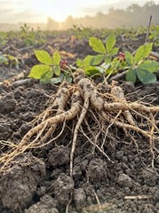 1 LB Wisconsin American Ginseng Root Dried Panax Quinquefolius 16oz US Seller