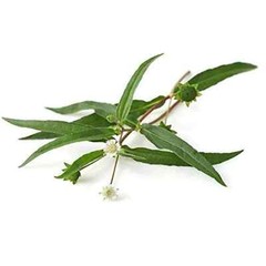 Bhringraj Powder Eclipta prostrata Powder Karisalaankanni false daisy 227gm