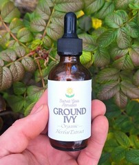Ground Ivy Tincture Herb Extract Double Extraction