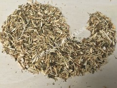 Wild Lettuce, L. virosa, Whole Herb, 1 oz Free Ship ~ Schmerbals Herbals