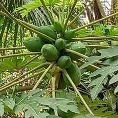 Dried Papaya Leaves Ceylon Organic Natural For Immunity Boost (Carica Papaya)50g