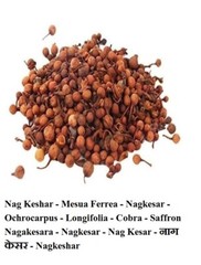 Nag Keshar – Mesua Ferrea – Nagkesar – Ochrocarpus – Longifolia 50gm / 1.76 oz