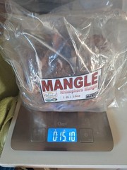 Mangle Rojo Te 15oz Red Mangrove Rhizophora Mangle Mexican Herbs mangrove root!!