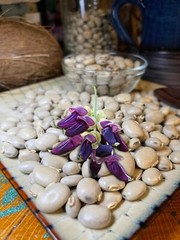 200 Seeds Organic Mucuna Beans Mucuna Pruriens For Growing And Food