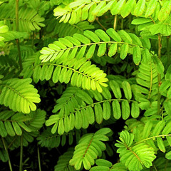 Chanca Piedra Leaf Powder | Organic Niruri Bhumiamalaki Phyllanthus Stone Breake