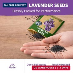 HOME GROWN Non GMO English Lavender Seeds 1,500+ Wildflower Seed for Planting In