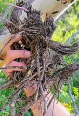 Fresh Osha Root Wildharvested, Powder, Ground 2025