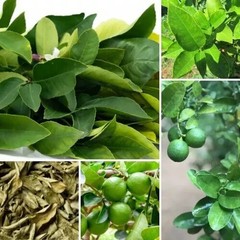 Dried Lemon 150 Leaves Organic Natural Pure Herbal Quality Ceylon Healthy Leaf