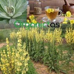 Organic Mullein Leaf Tea with Benefits Good for Lungs & Respiratory Health 100g