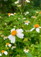 Spanish Needle-biden Pilosa. Has Benefits Including Anti-inflammatory Properties