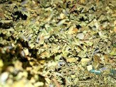 No.21 Mix – Damiana Raspberry Lavender Passionflower Mullein Horehound – 4 oz’s