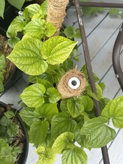 Betal Leaf for Medicinal Use or making pan,traditional mouth freshener.