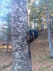 Pure birch Chaga Mushroom small ready to use chunks, harvested in remote areas