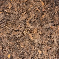 Bloodroot – Whole Dried Root, 2026 Wild Roots – 1 Oz. (Sanguinaria canadensis)
