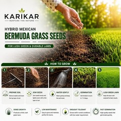 Hybrid Mexican Bermuda Grass Seed Fast Germination Dense Growth Drought Tolerant