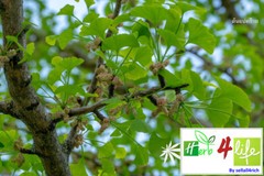 100% ORGANIC GINKGO LEAF CAPSULE (500mg/capsule) MEMORY, IMPROVE ALERTNESS GINKO