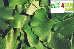 100% ORGANIC GINKGO LEAF CAPSULE (500mg/capsule) MEMORY, IMPROVE ALERTNESS GINKO