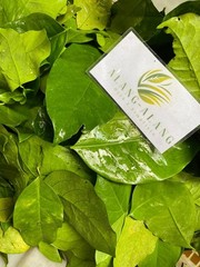 Daun Melinjo (Gnetum gnemon) Spanish Joint Fir Dried Leaves